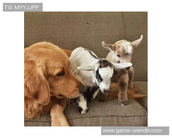 被麦卡甩后一个月他与我的朋友同居还带走了我的狗